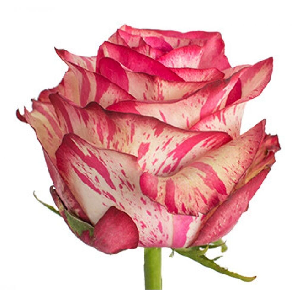 Роза бело-розовая 60см